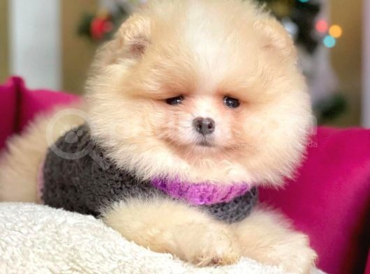 Erkek Ve Dişi Show Kalite Pomeranian görsel