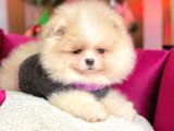 Erkek Ve Dişi Show Kalite Pomeranian