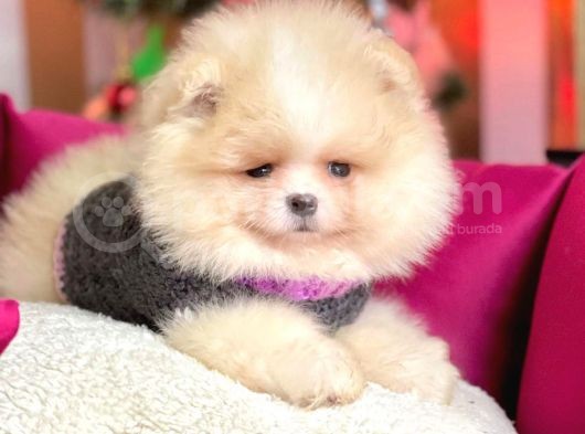 Erkek Ve Dişi Show Kalite Pomeranian görsel