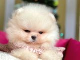 Erkek Ve Dişi Show Kalite Pomeranian