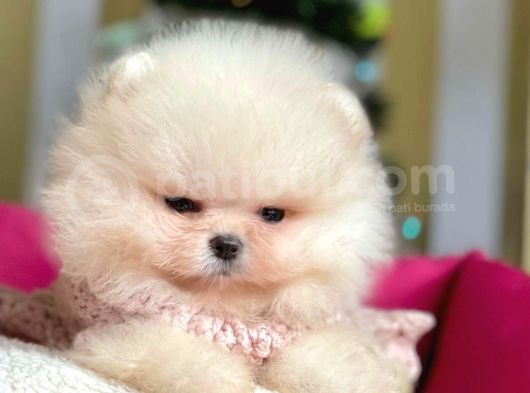 Erkek Ve Dişi Show Kalite Pomeranian görsel