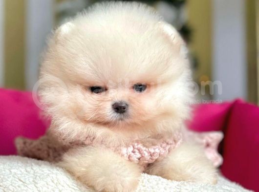 Erkek ve Dişi Show Kalite Pomeranian