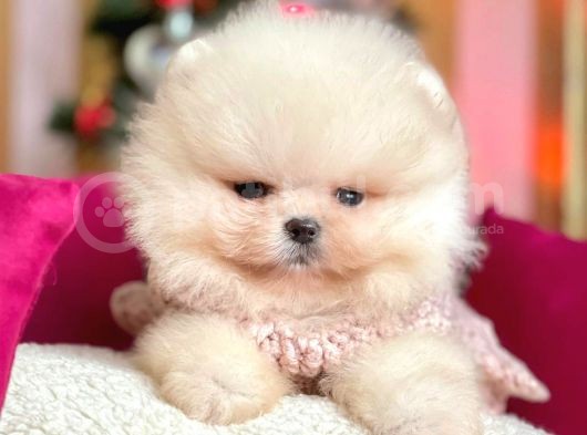 Erkek Ve Dişi Show Kalite Pomeranian görsel