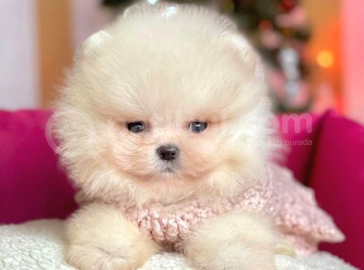 Erkek Ve Dişi Show Kalite Pomeranian görsel