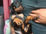 Erkek Ve Dişi Show Kalite Doberman Yavruları