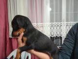 Erkek Ve Dişi Show Kalite Doberman Yavruları