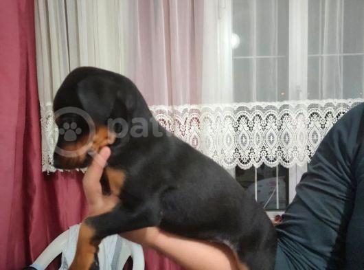 Erkek Ve Dişi Show Kalite Doberman Yavruları görsel
