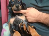 Erkek Ve Dişi Show Kalite Doberman Yavruları