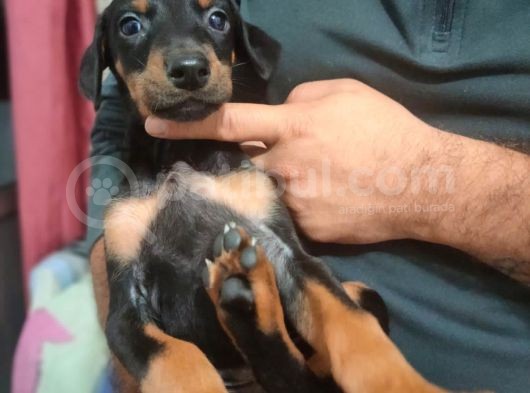 Erkek Ve Dişi Show Kalite Doberman Yavruları görsel