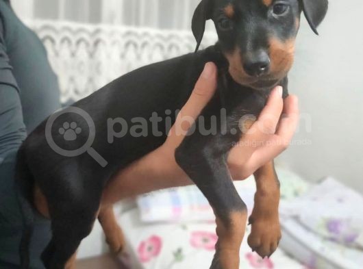 Erkek Ve Dişi Show Kalite Doberman Yavruları görsel