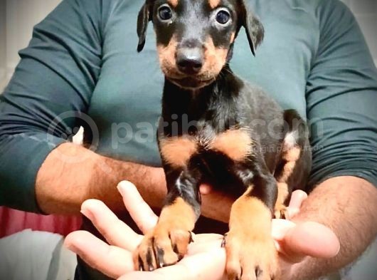 Erkek Ve Dişi Show Kalite Doberman Yavruları görsel