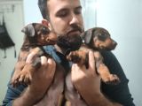 Erkek Ve Dişi Show Kalite Doberman Yavruları
