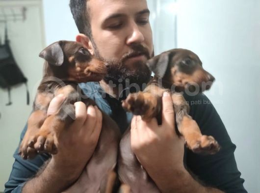 Erkek Ve Dişi Show Kalite Doberman Yavruları görsel