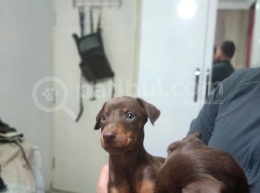 Erkek Ve Dişi Show Kalite Doberman Yavruları görsel