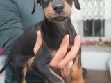 Erkek Ve Dişi Show Kalite Doberman Yavruları