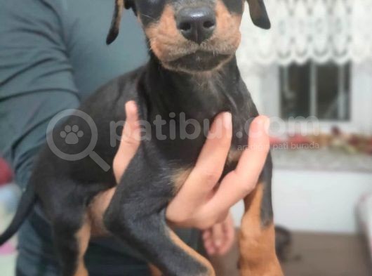 Erkek ve Dişi Show Kalite Doberman Yavruları