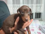 Erkek Ve Dişi Show Kalite Doberman Yavruları