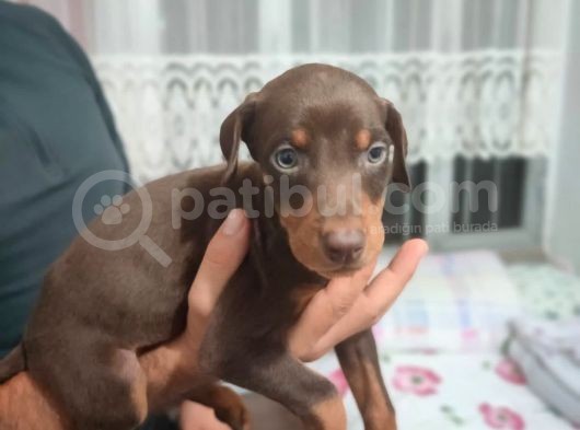 Erkek Ve Dişi Show Kalite Doberman Yavruları görsel