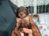 Erkek Ve Dişi Show Kalite Doberman Yavruları