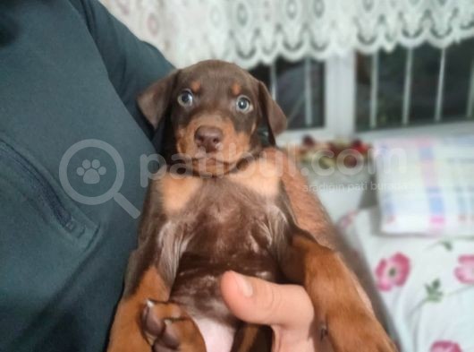 Erkek Ve Dişi Show Kalite Doberman Yavruları görsel