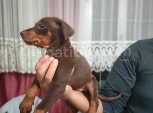 Erkek Ve Dişi Show Kalite Doberman Yavruları görsel
