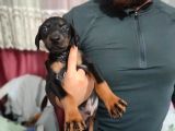 Erkek Ve Dişi Show Kalite Doberman Yavruları