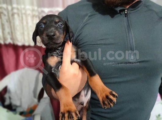 Erkek Ve Dişi Show Kalite Doberman Yavruları görsel