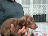 Erkek Ve Dişi Show Kalite Doberman Yavruları