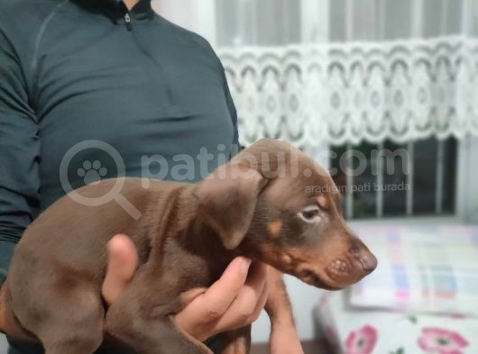 Erkek Ve Dişi Show Kalite Doberman Yavruları görsel