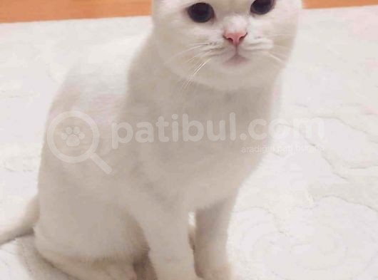 Beyaz Mavi Gözlü British görsel