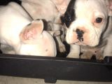 2 Aylık Blue Taşıyıcı French Bulldog