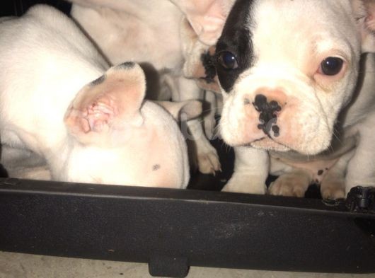 2 Aylık Blue Taşıyıcı French Bulldog görsel