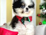 Ayı Surat Boo Pomeranian Yavrular