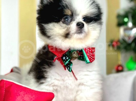Ayı Surat Boo Pomeranian Yavrular görsel