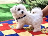 Mini Boy Sevimli Maltese Kar Beyaz Bebekler