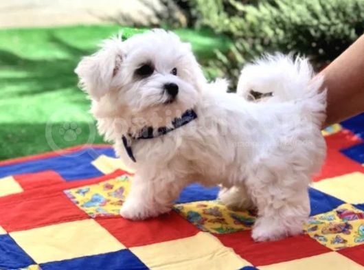 Mini Boy Sevimli Maltese Kar Beyaz Bebekler görsel