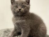 Sevimli Blue British Shorthair Yavrumuz