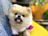 Orjinal Teddy Bear Pomeranian Boo