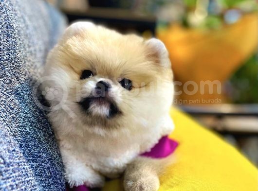 Orjinal Teddy Bear Pomeranian Boo görsel