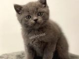 Sevimli Blue British Shorthair Yavrumuz