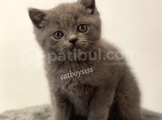 Sevimli Blue British Shorthair Yavrumuz görsel