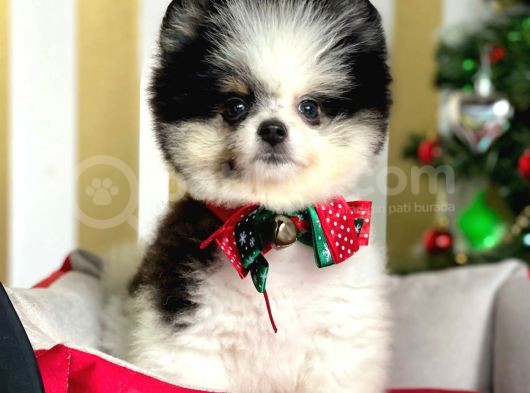 Ayı Surat Boo Pomeranian Yavrular görsel