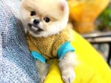 Orjinal Teddy Bear Pomeranian Boo