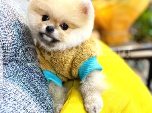 Orjinal Teddy Bear Pomeranian Boo görsel