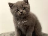 Sevimli Blue British Shorthair Yavrumuz
