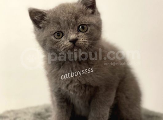 Sevimli Blue British Shorthair Yavrumuz görsel