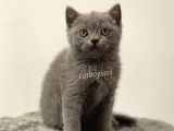 Blue British Shorthair Erkek Yavrumuz
