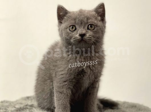 Blue British Shorthair Erkek Yavrumuz görsel