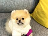 Orjinal Teddy Bear Pomeranian Boo