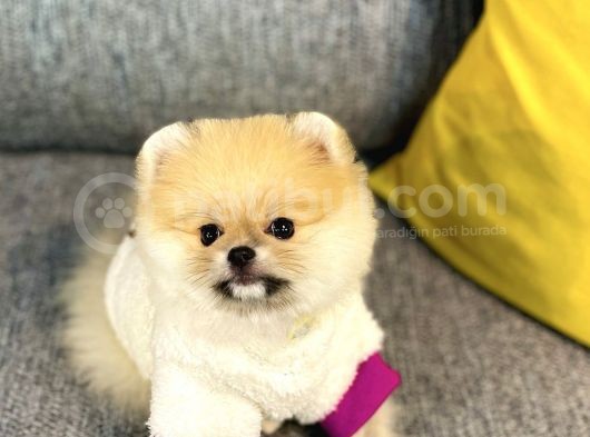 Orjinal Teddy Bear Pomeranian Boo görsel